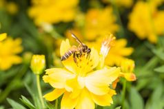 蜜蜂看为花蜜花粉黄色的花