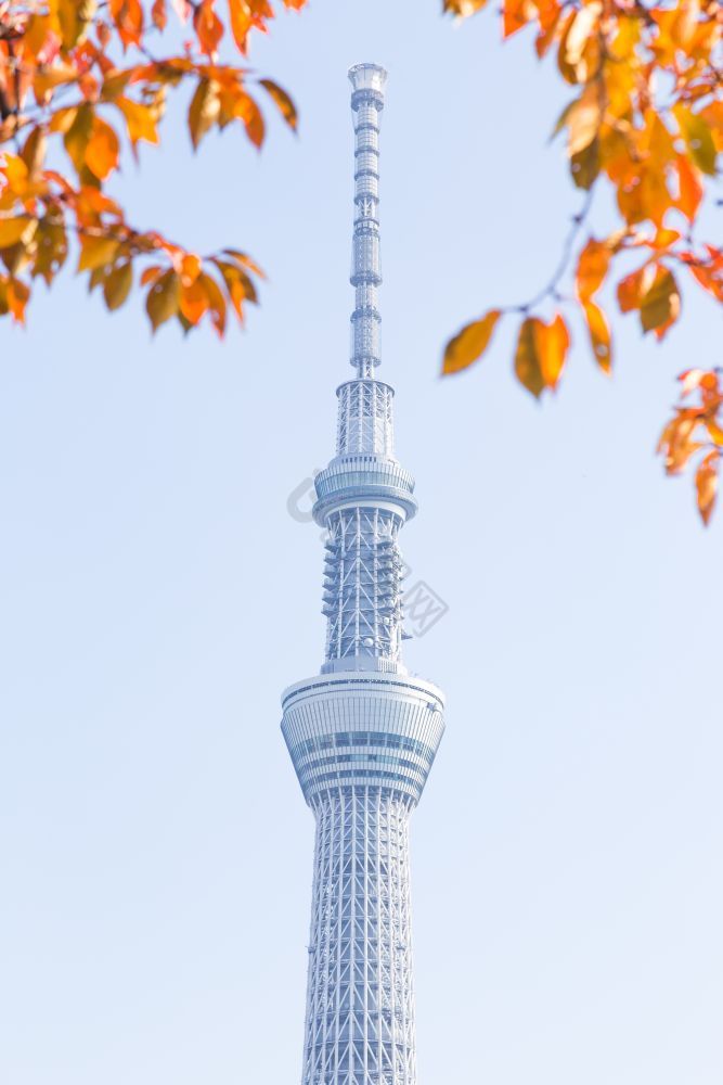 东京天空树下树公园摩天大楼东京天空树日间
