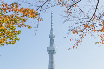 东京天空树下树公园摩天大楼东京天空树日间东京日本11月