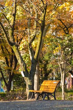 长椅的公园秋天公共公园
