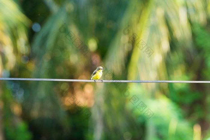 小鸟线黄色的和绿色小鸟线