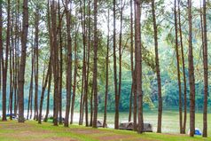 松树草山泰国季节秋天和冷场