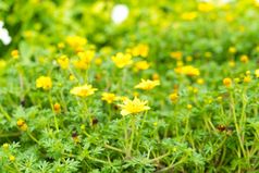 黄色的黛西花花园季节夏天和新鲜的时间