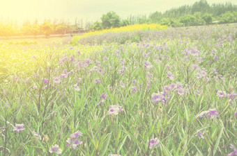 的紫色的花的大气在的一天和的天空