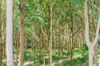橡胶树花园泰国卢布处理产品橡胶枕头