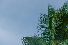 椰子棕榈树天空背景椰子天空背景