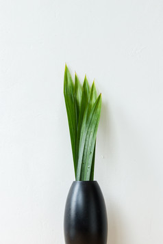 黑色的花瓶和绿色叶