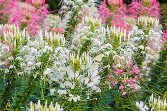 粉红色的和白色蜘蛛花醉蝶花属哈斯勒里亚纳的花园为背景使用