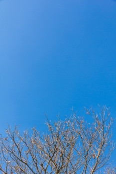 摘要树分支机构孤立的天空背景使用背景为比较的区别
