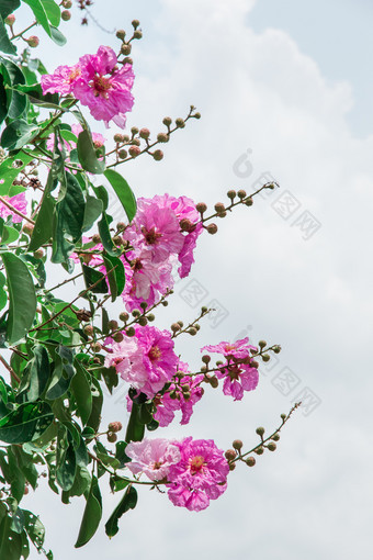 美丽的明亮的紫色的花是命名千屈菜科女王rsquo花