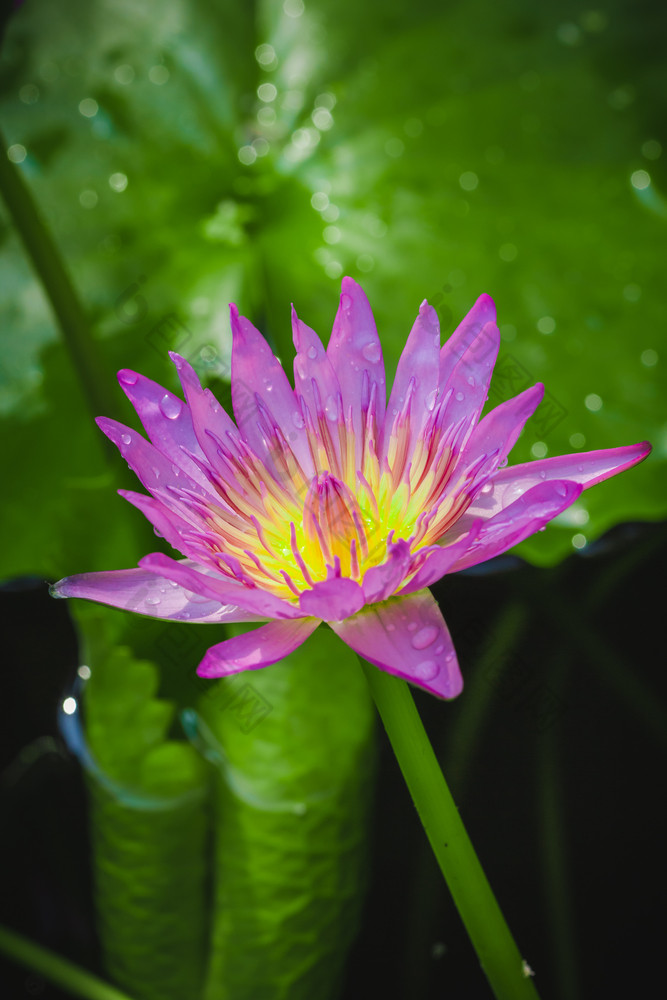 的外观紫色的莲花花美丽的象征佛教