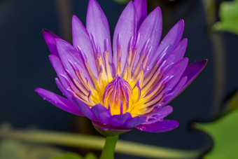 的外观紫色的莲花花美丽的象征佛教