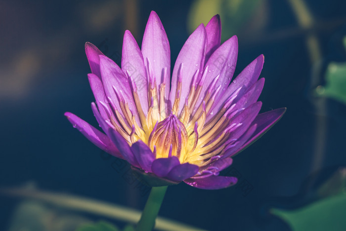 的外观紫色的莲花花美丽的象征佛教