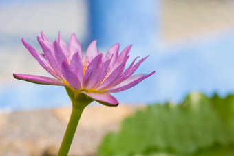 的外观紫色的莲花花美丽的象征佛教