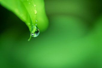 叶子关闭自然视图绿色叶模糊绿色植物背景<strong>花园</strong>使用背景图像为粘贴文本字符