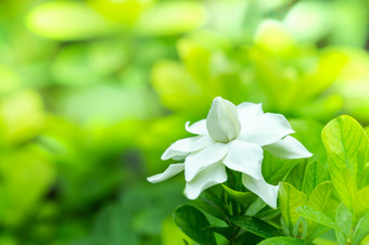 漂亮的栀子花花栀子花jasminoides盛开的美丽的早....的绿色叶花园背景