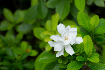 漂亮的栀子花花栀子花jasminoides<strong>盛开</strong>的美丽的早....的绿色叶花园背景