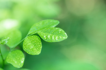 叶子关闭自然视图绿色叶模糊绿色植物背景花园使用背景图像为粘贴<strong>文本</strong>字符