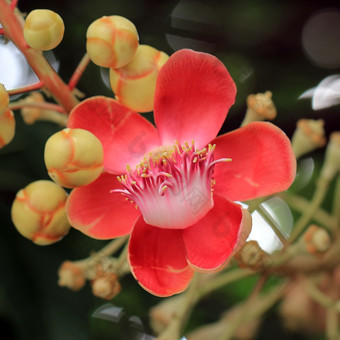 特写镜头美丽的<strong>炮弹</strong>树花