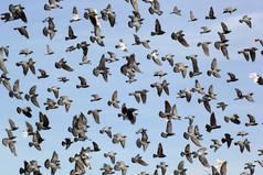 集团飞行鸽子对美丽的天空
