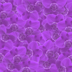 异国情调的紫色的颜色兰花花花背景