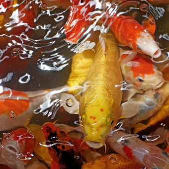 花俏的鲤鱼锦 鲤鱼池塘