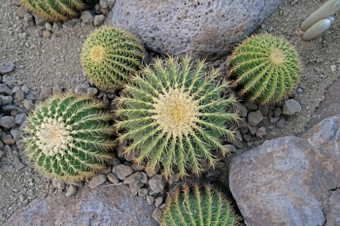 大仙人掌的植物花园