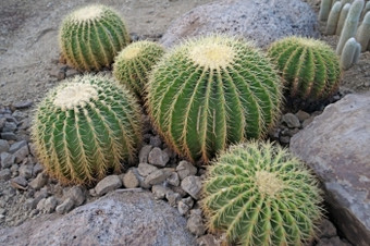 大仙人掌的植物花园