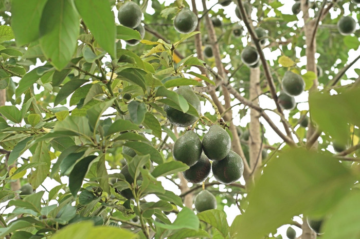 鳄梨鳄梨鳄梨色拉酱水果树有机农场