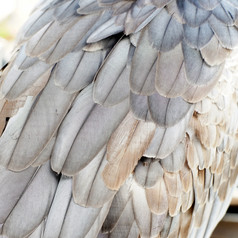 特写镜头白色大肚子的海鹰羽毛
