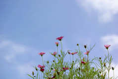 美丽的宇宙花与美丽的天空背景