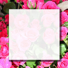 照片粉红色的玫瑰花与Copyspace