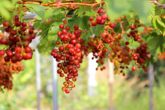 照片成熟的葡萄收获葡萄园