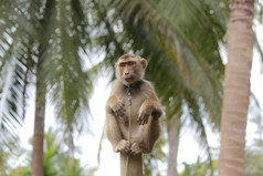 肖像短尾猿猴子与自然背景