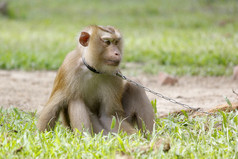 肖像短尾猿猴子与自然背景