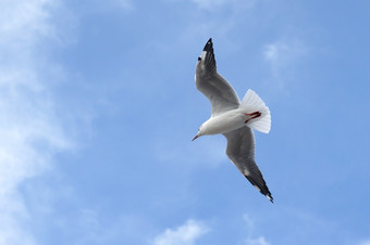 飞行海鸥鸟美丽的天空背景