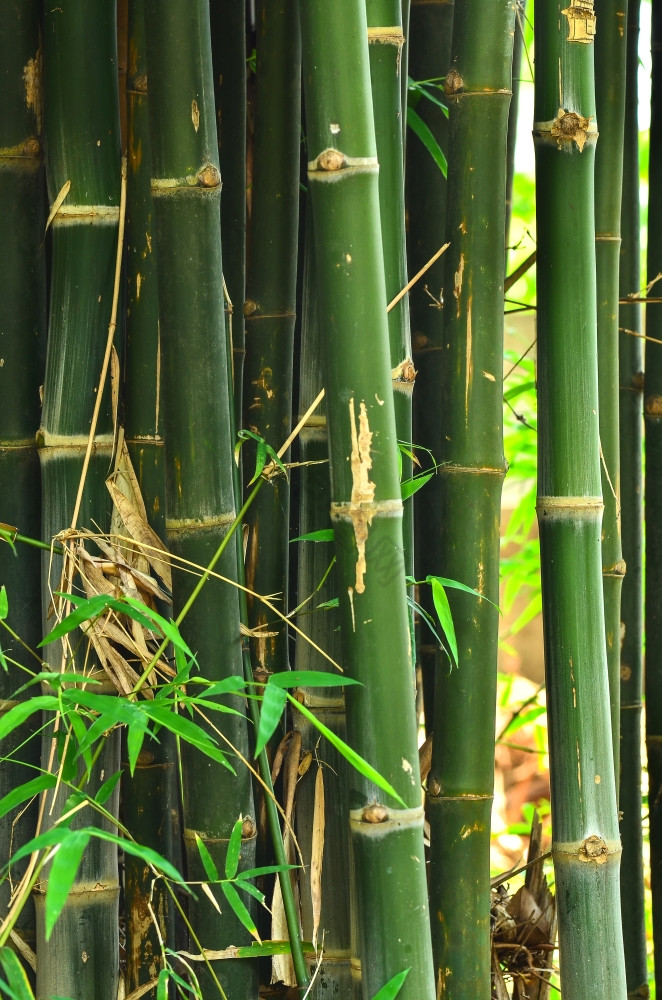 竹子展板图片