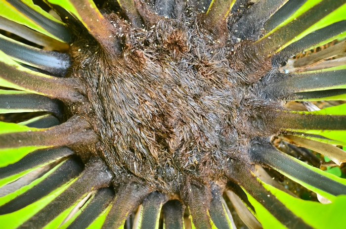 鸟巢蕨类植物图片