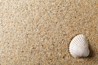 海壳牌沙子夏天海滩背景与复制空间前视图宏拍摄
