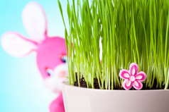 复活节兔子坐着后面的草与他的脸相机焦点粉红色的花