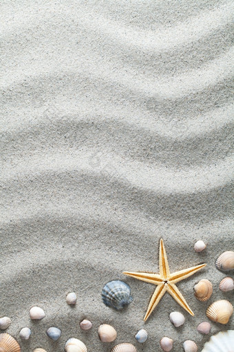 桑迪海滩与贝壳而且海星假期背景前视图