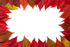 秋天叶子框架白色背景维吉尼亚州爬虫叶子前视图