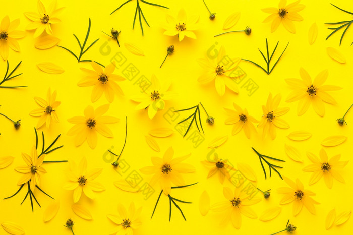 黄色的花背景金鸡菊verticillata萨格勒布平躺前视图春天黄色的花背景金鸡菊verticillata萨格勒布