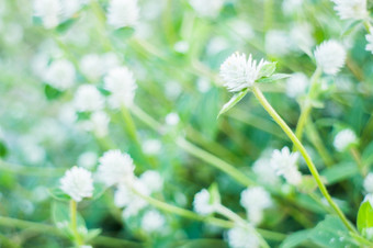 美丽的花植物夏天股票照片