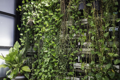 绿色墙生态友好的垂直花园股票照片