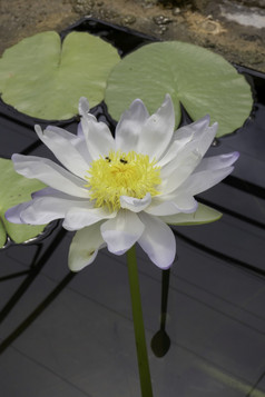 莲花花植物花园股票照片