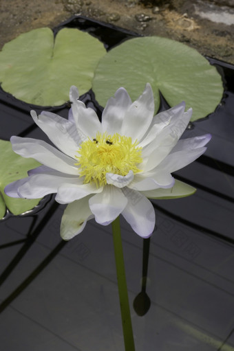 莲花花植物花园股票照片