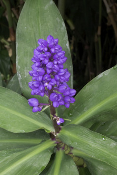 绿色叶子植物植物花园股票照片