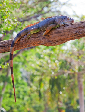 鬣蜥爬行动物睡觉的树