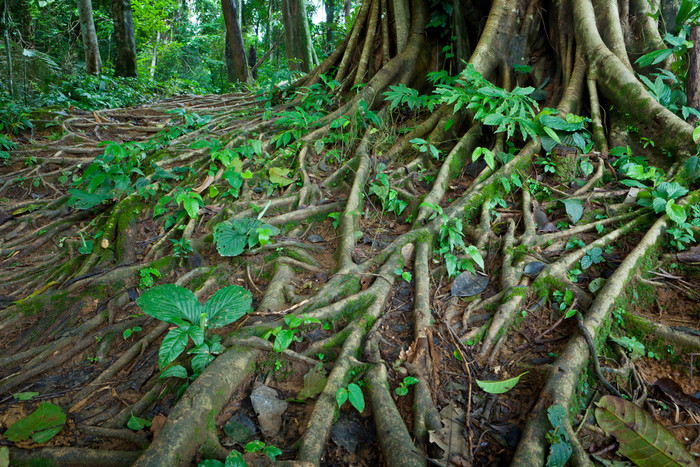 热带树根有雾的森林图片
